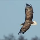 Seeadler