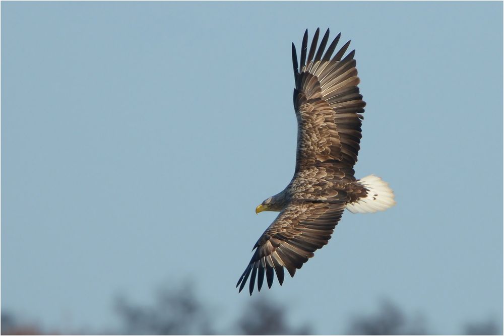 Seeadler