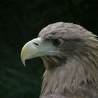 Seeadler