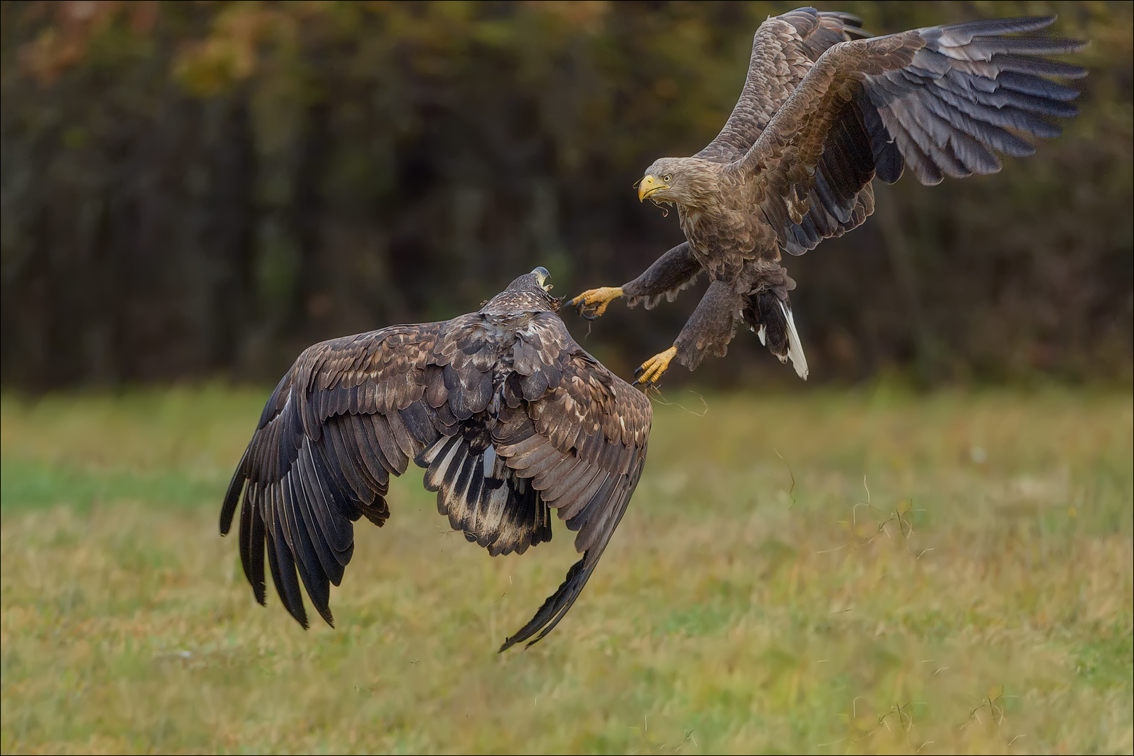 Seeadler 