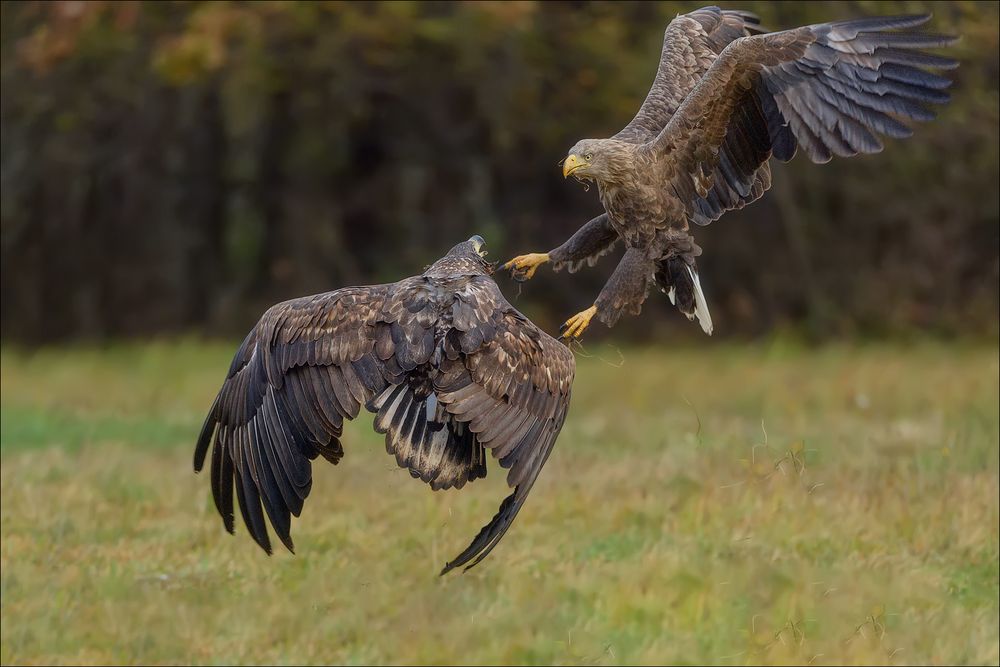 Seeadler 