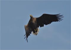 Seeadler