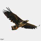 Seeadler 