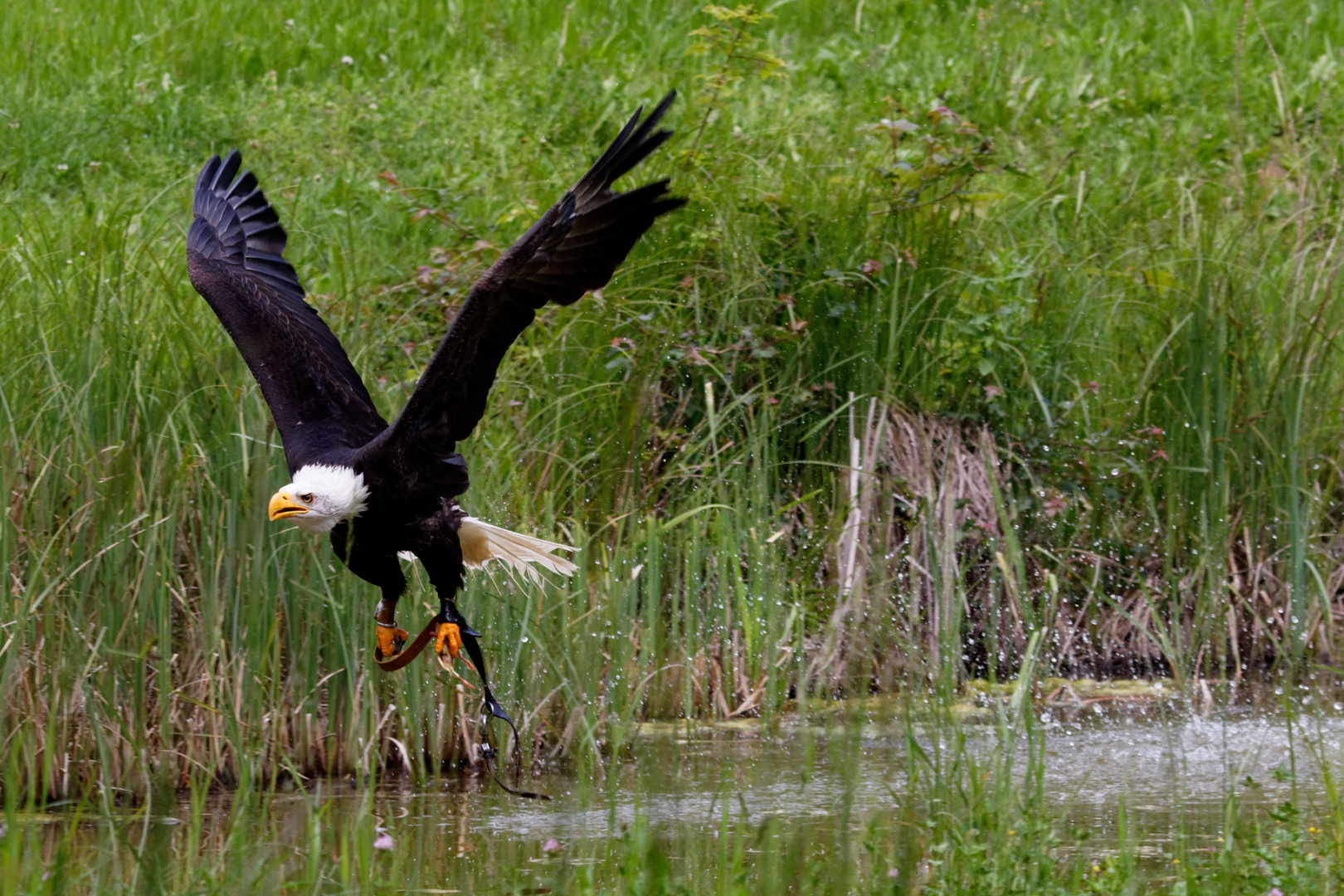 Seeadler