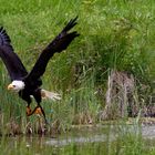 Seeadler