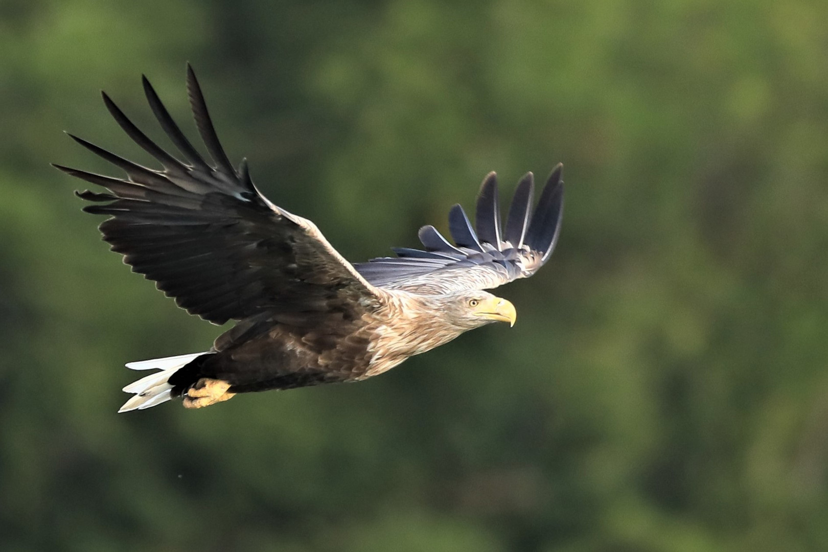 Seeadler