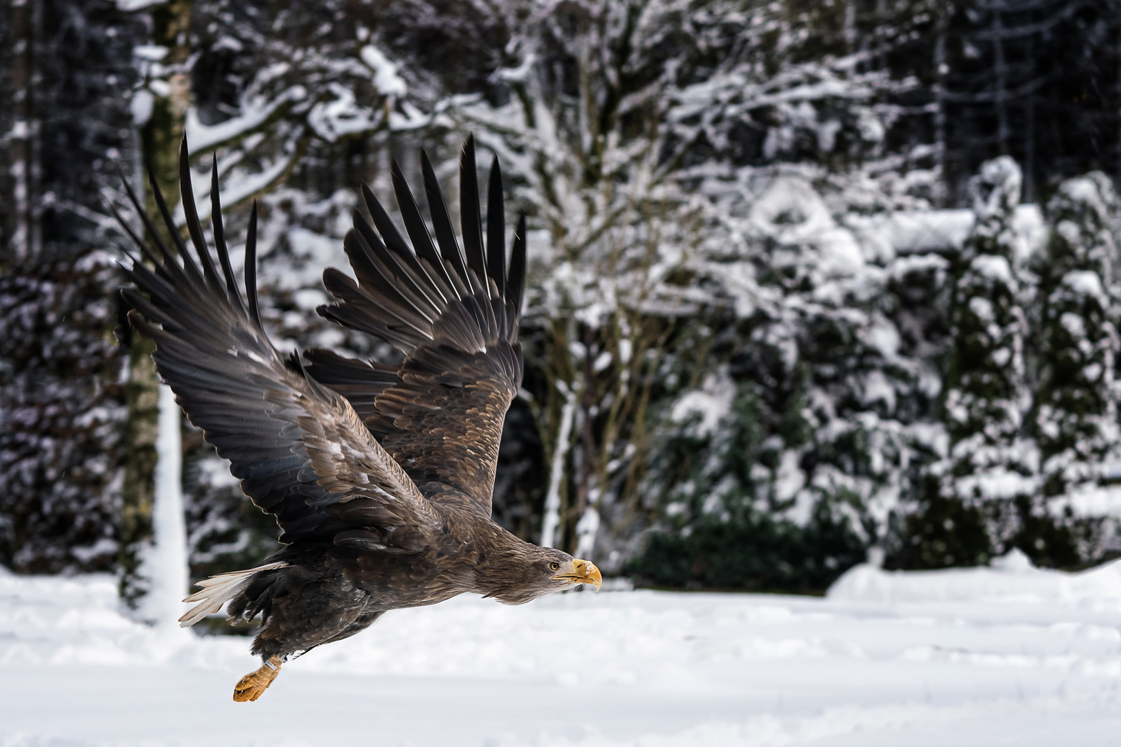 Seeadler