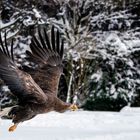 Seeadler