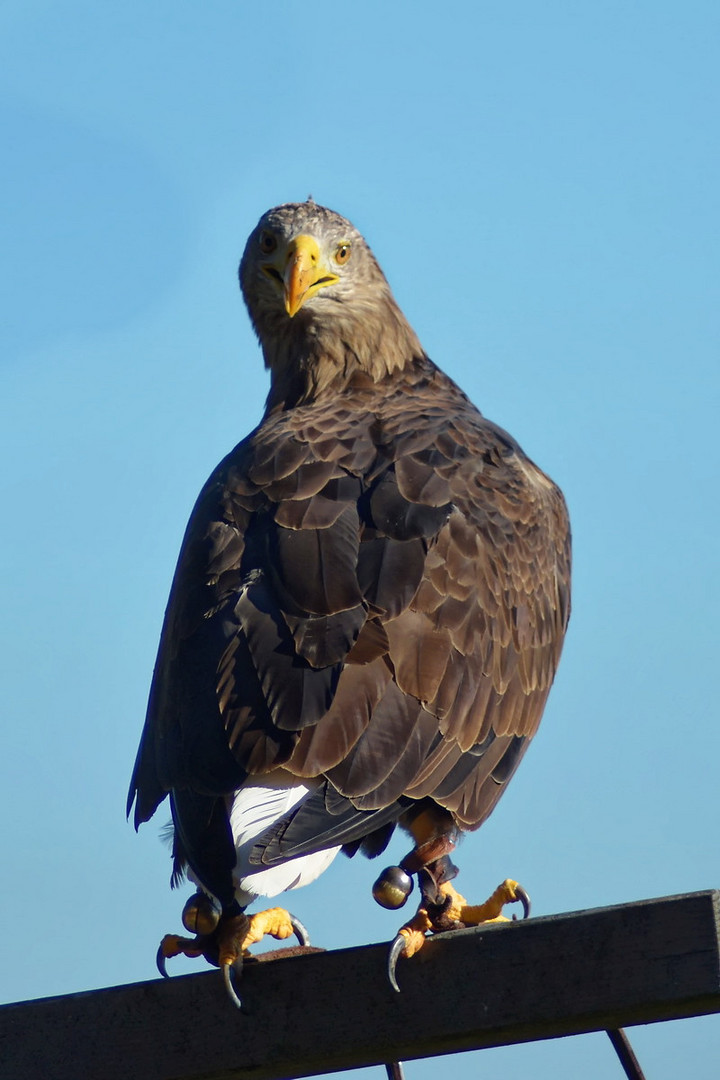 Seeadler