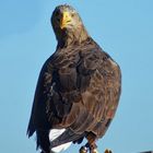 Seeadler