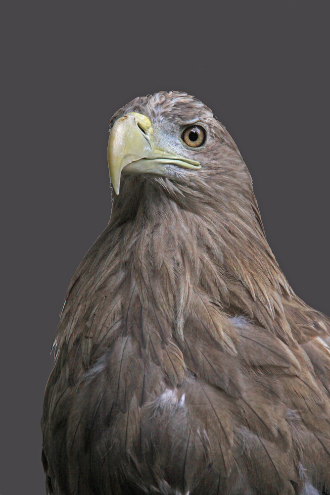 Seeadler