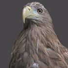 Seeadler