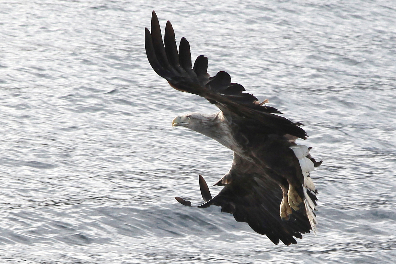 Seeadler