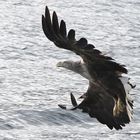 Seeadler