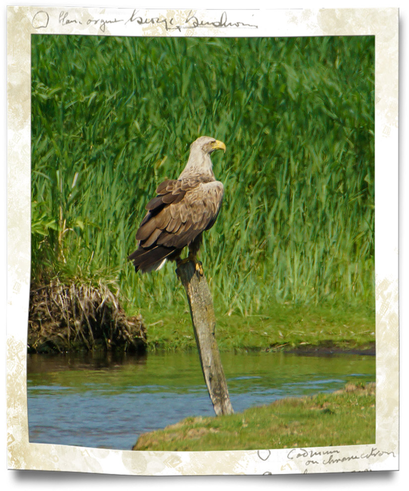 Seeadler