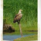 Seeadler