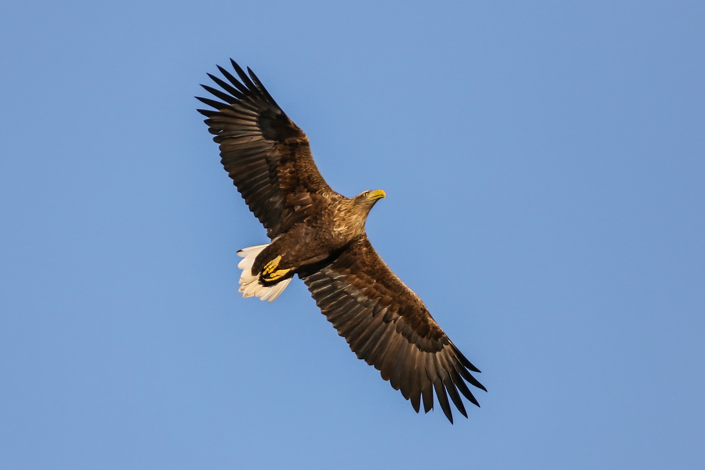 Seeadler