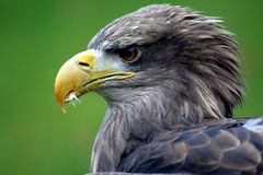 Seeadler