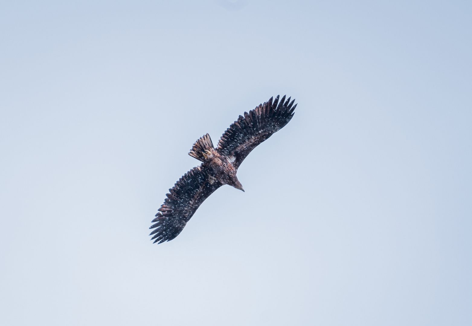 Seeadler