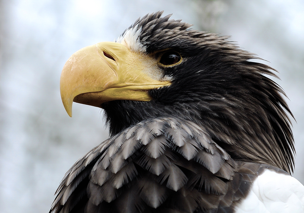 Seeadler