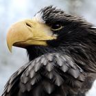 Seeadler