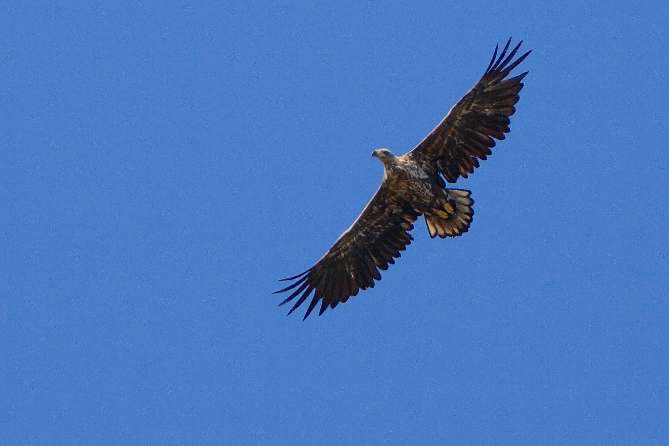 Seeadler