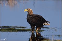 Seeadler