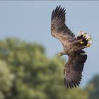 Seeadler ...