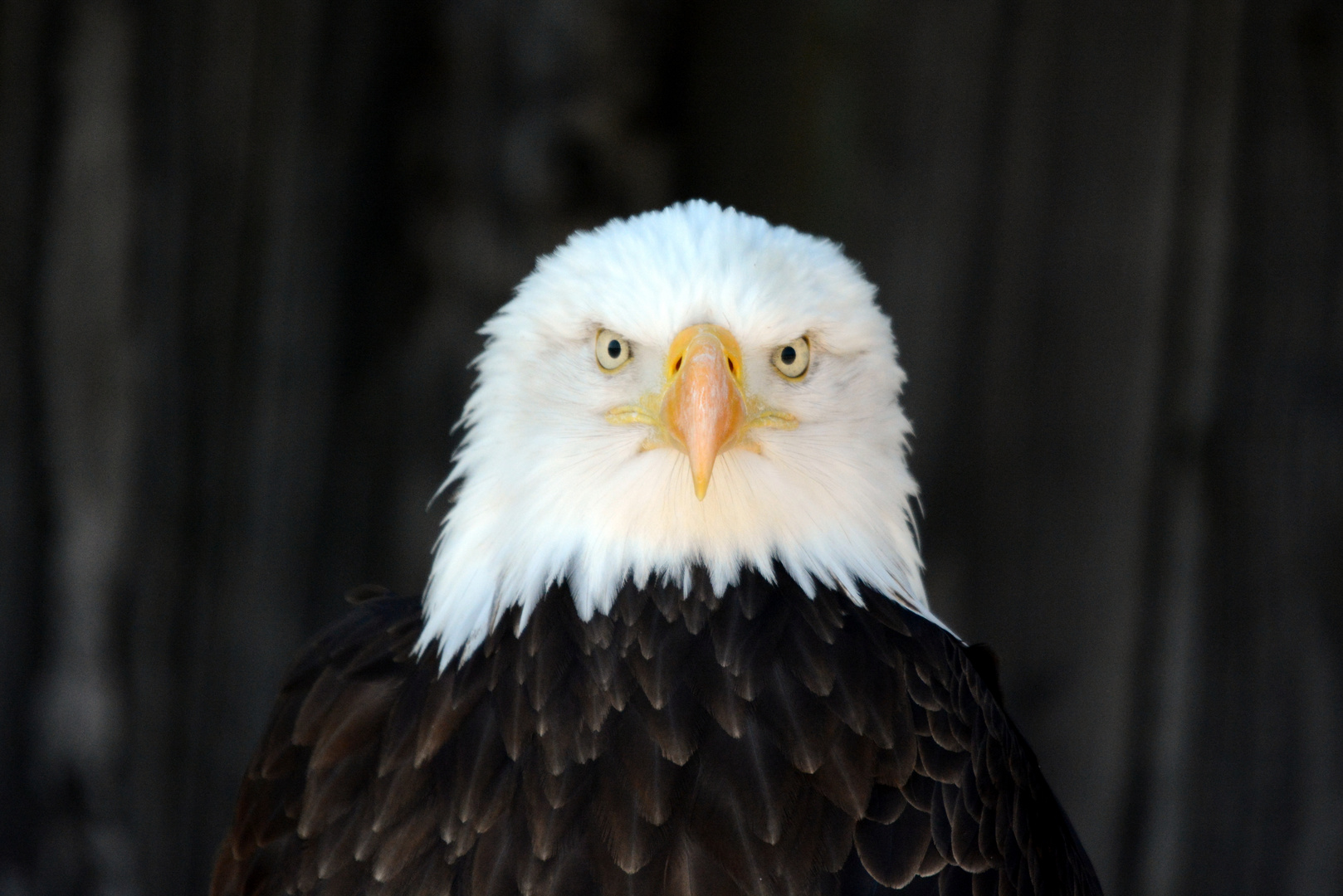 Seeadler