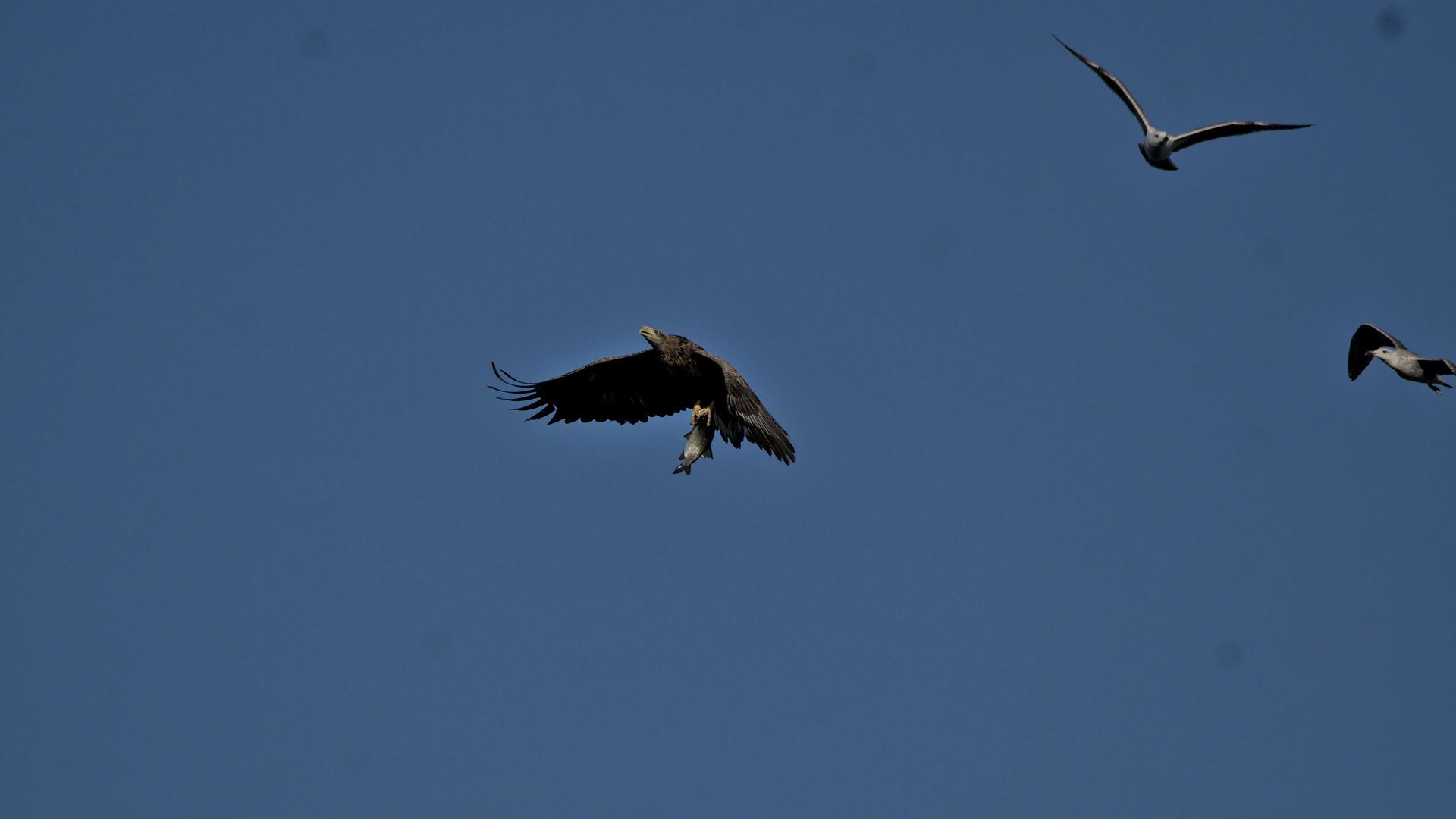 Seeadler