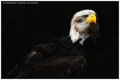 Seeadler