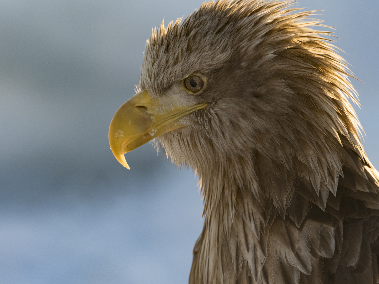 Seeadler