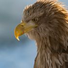 Seeadler