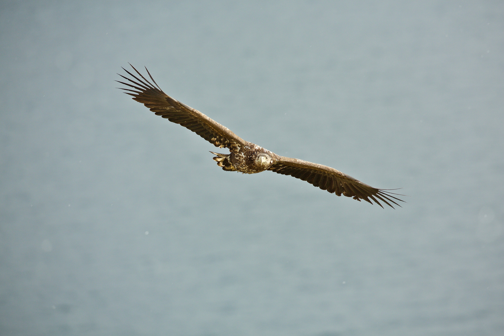 Seeadler 