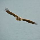 Seeadler 