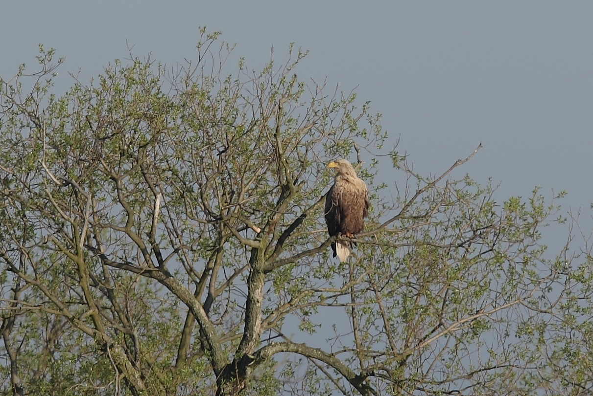 Seeadler