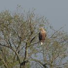 Seeadler