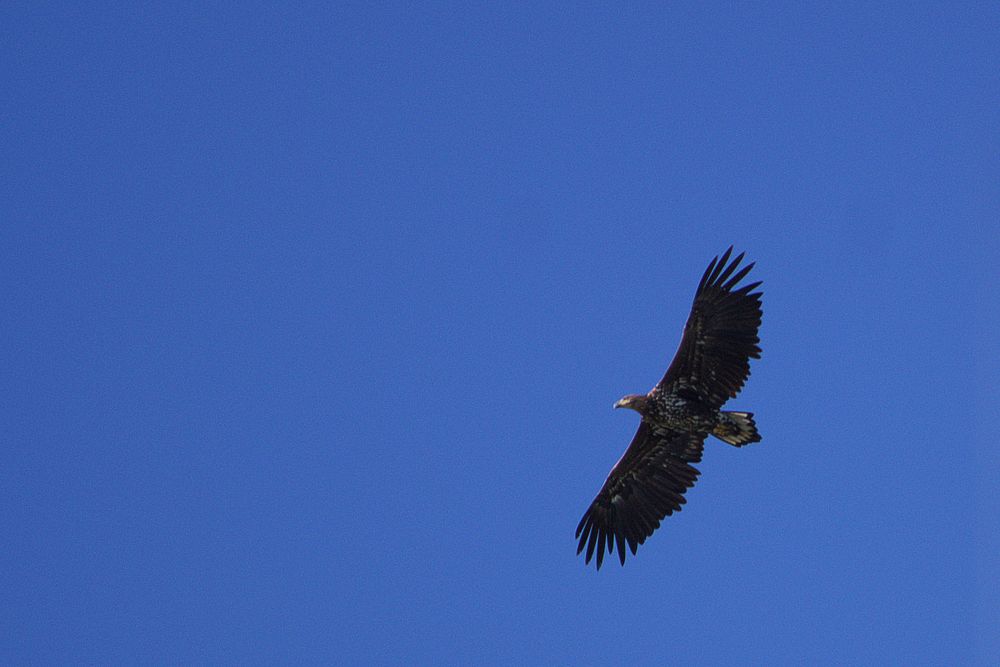 Seeadler