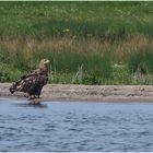 Seeadler