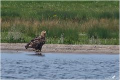 Seeadler