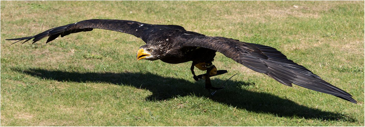 Seeadler