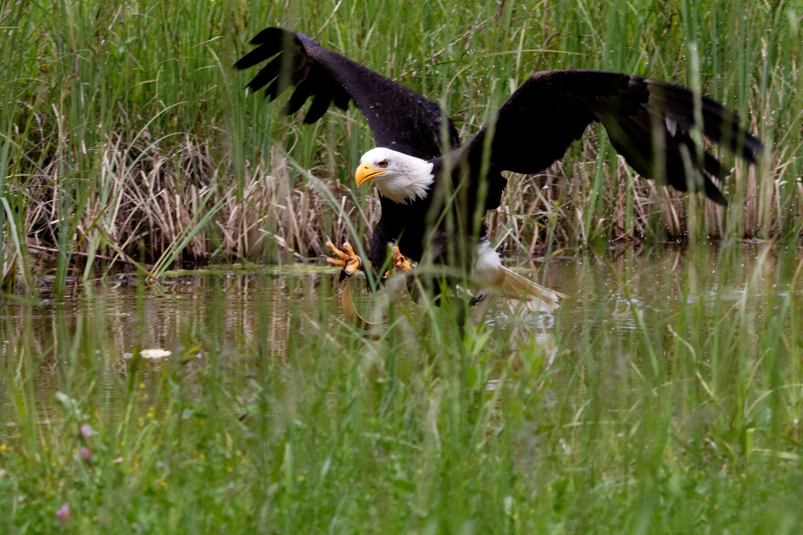 Seeadler