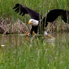 Seeadler