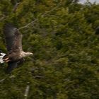 Seeadler