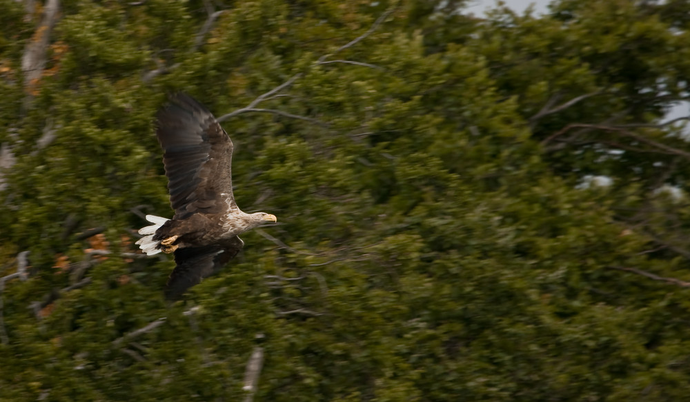 Seeadler