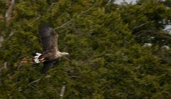 Seeadler