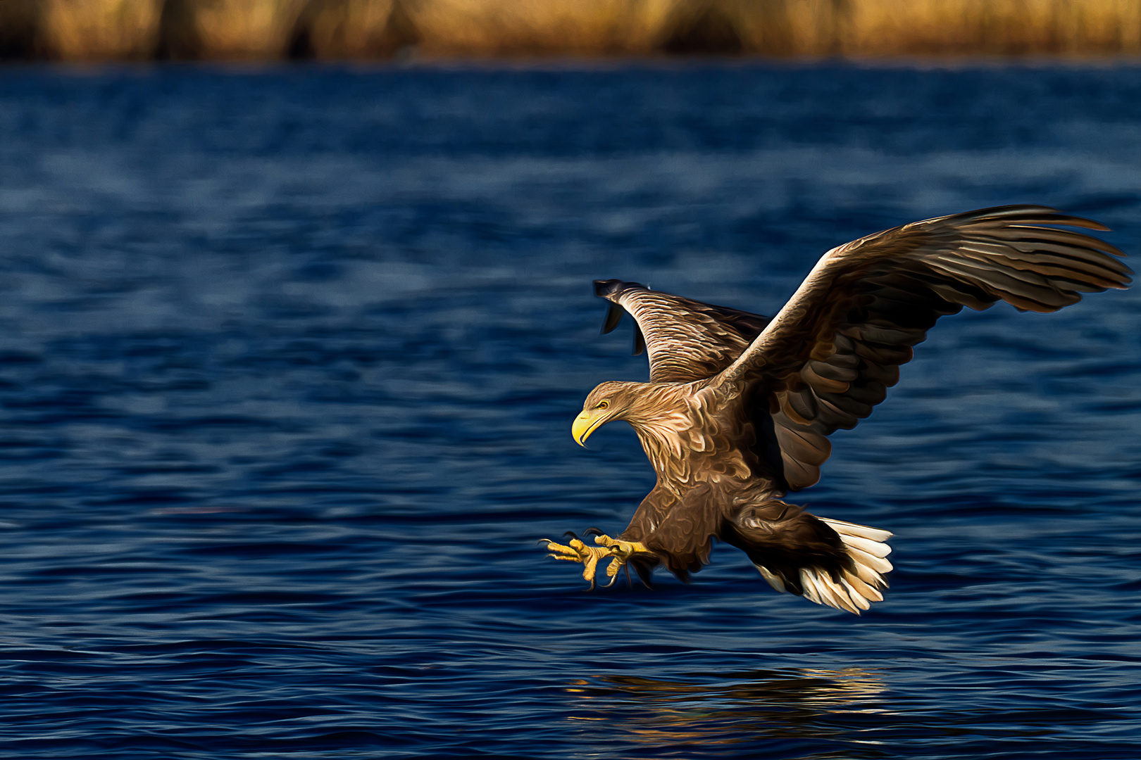 Seeadler