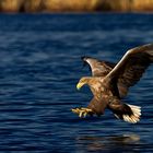 Seeadler