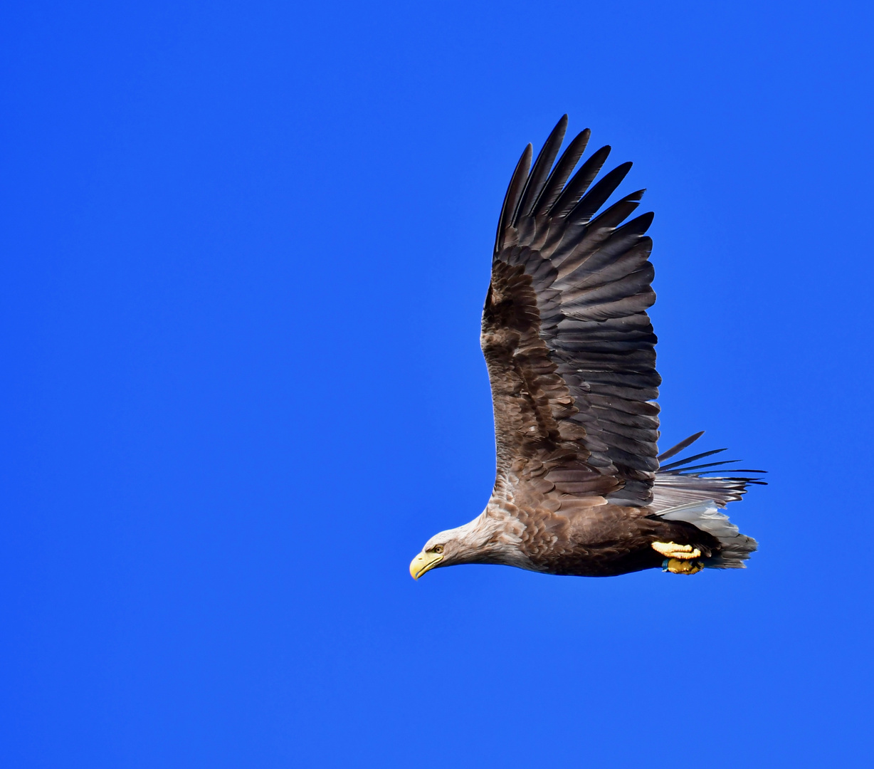 Seeadler