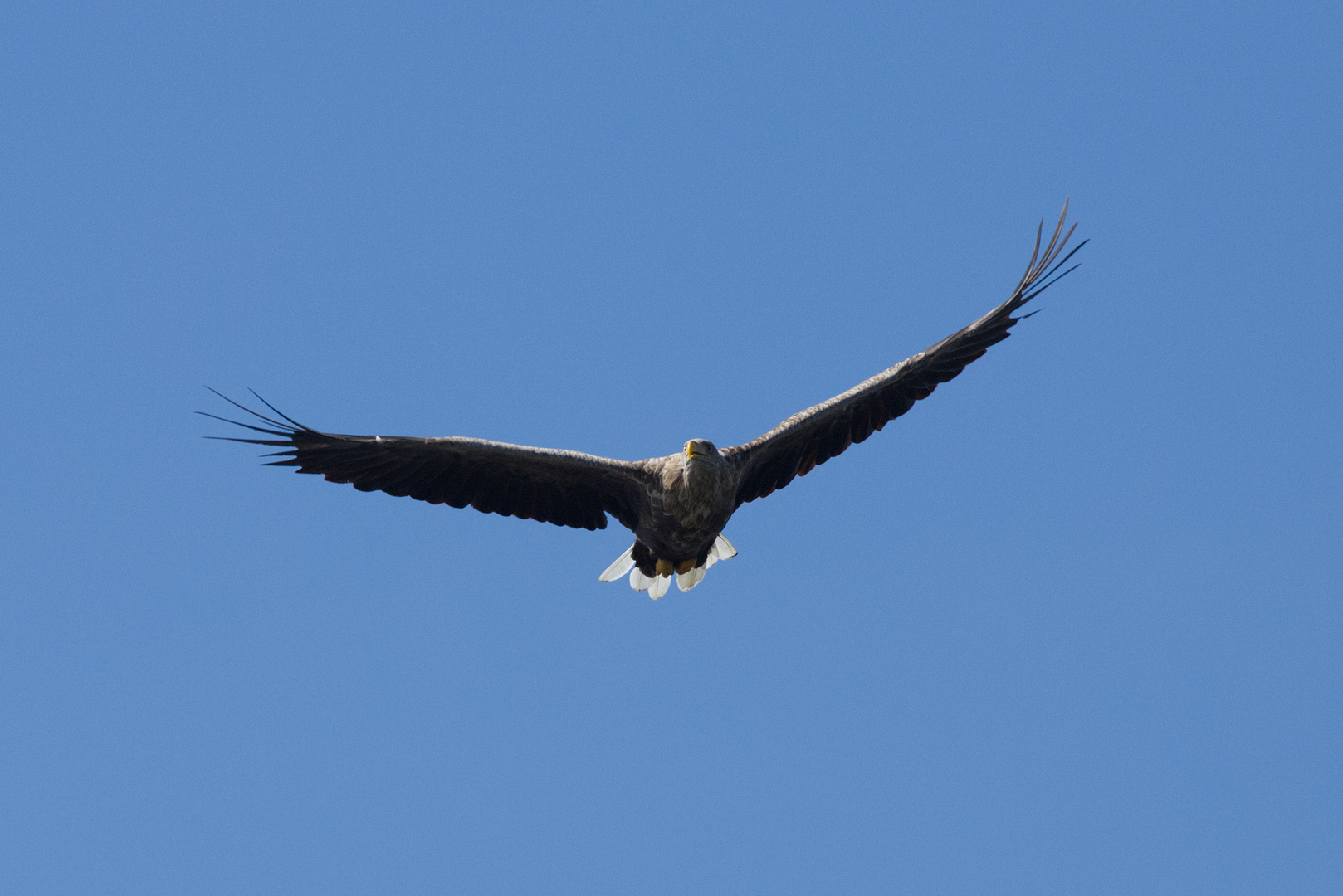 Seeadler